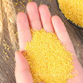 Good Quality Protein-Rich Yellow Millet for Sale